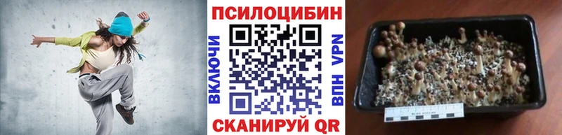 Купить где  Аркадак  Псилоцибиновые грибы мицелий 